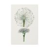 Hand Drawn White Blood Lily Standard Canvas