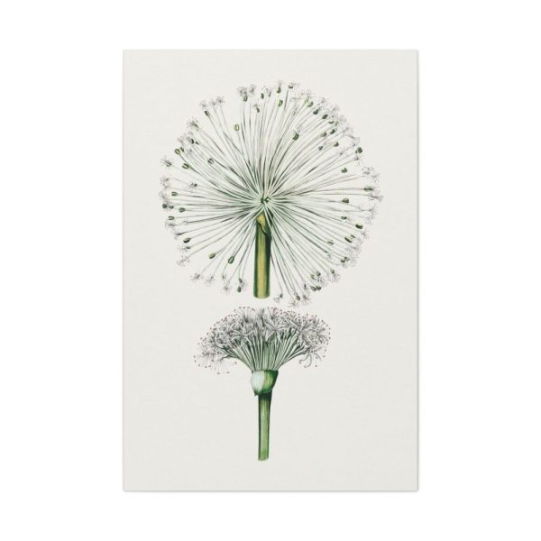 Hand Drawn White Blood Lily Standard Canvas