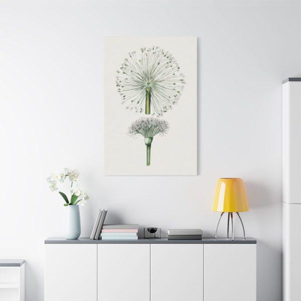Hand Drawn White Blood Lily Standard Canvas