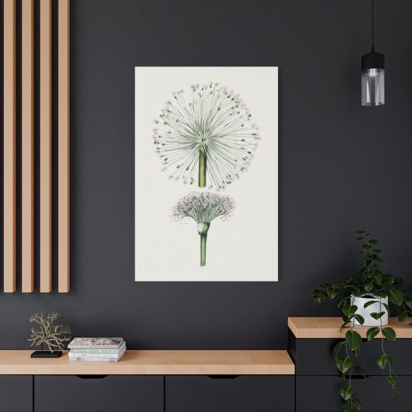 Hand Drawn White Blood Lily Standard Canvas