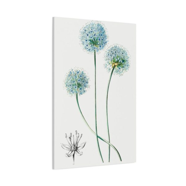 91655-25.jpg Blue Leek from Edwards’s Botanical Register Standard Canvas
