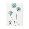 91655-26.jpg Blue Leek from Edwards’s Botanical Register Standard Canvas