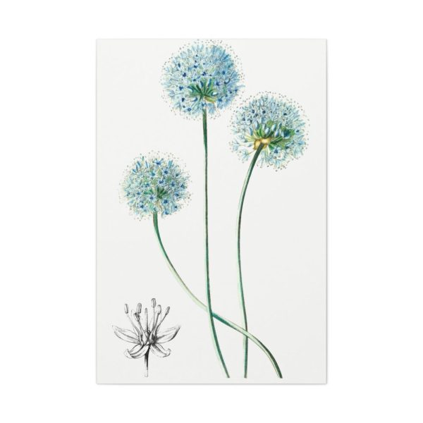 91655-26.jpg Blue Leek from Edwards’s Botanical Register Standard Canvas