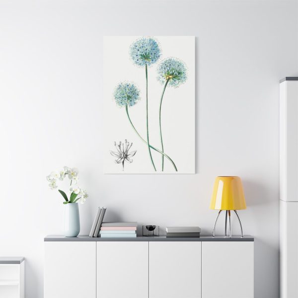 91655-27.jpg Blue Leek from Edwards’s Botanical Register Standard Canvas