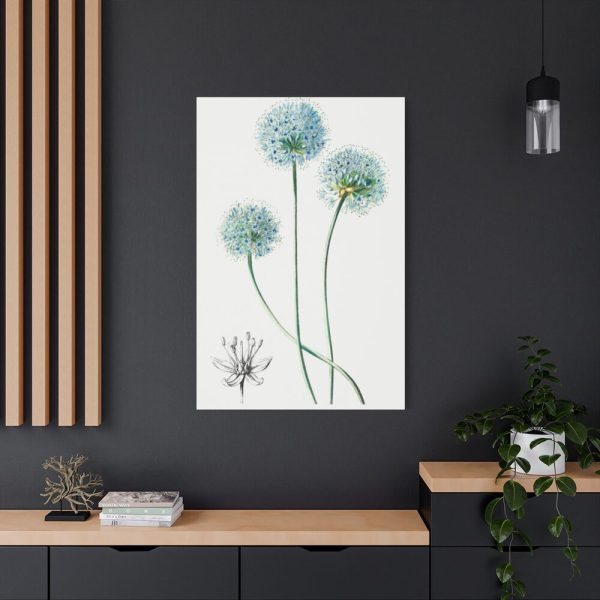 91655-28.jpg Blue Leek from Edwards’s Botanical Register Standard Canvas
