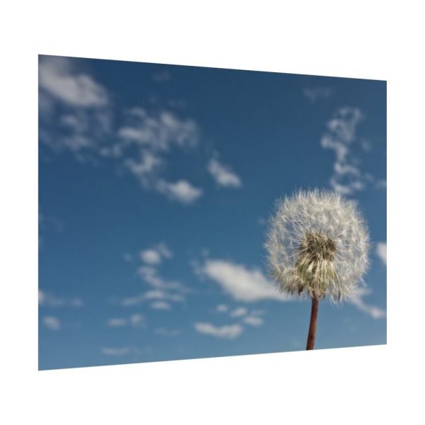 92408-132.jpg Dandelion and Blue Sky Poster