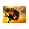 92408-135.jpg Dandelion and Sunset Poster