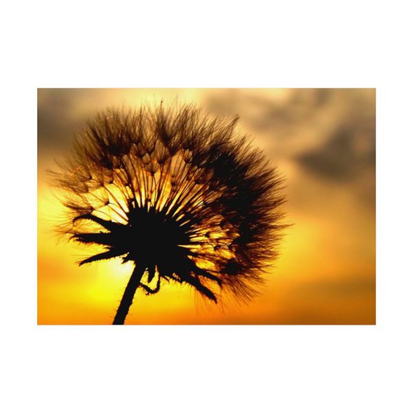 92408-135.jpg Dandelion and Sunset Poster