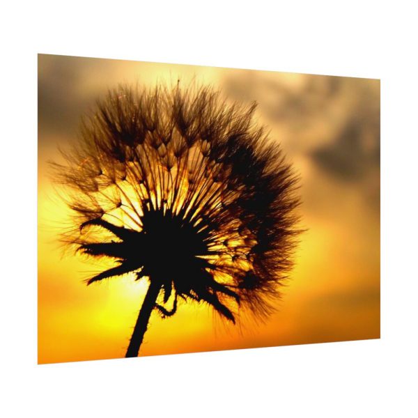 92408-137.jpg Dandelion and Sunset Poster