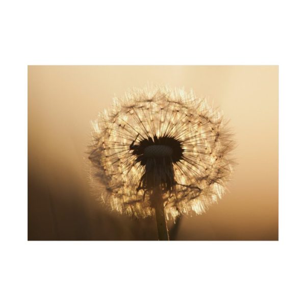 92408-140.jpg Dandelion on Yellow Day Poster