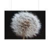 92408-166.jpg Closeup of Dandelion II Poster