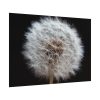 92408-167.jpg Closeup of Dandelion II Poster