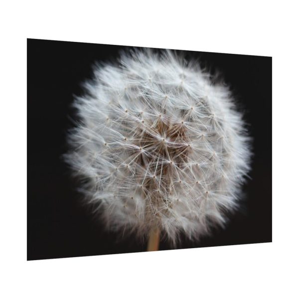92408-167.jpg Closeup of Dandelion II Poster