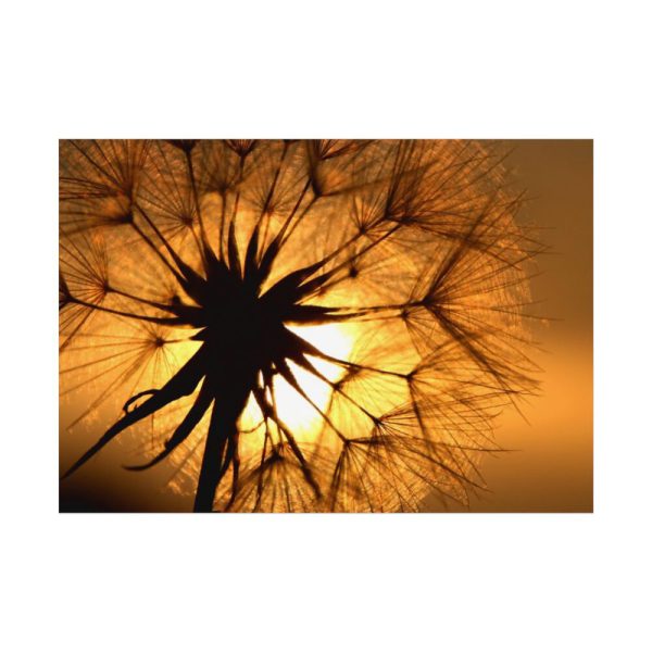 92408-170.jpg Closeup Dandelion Poster