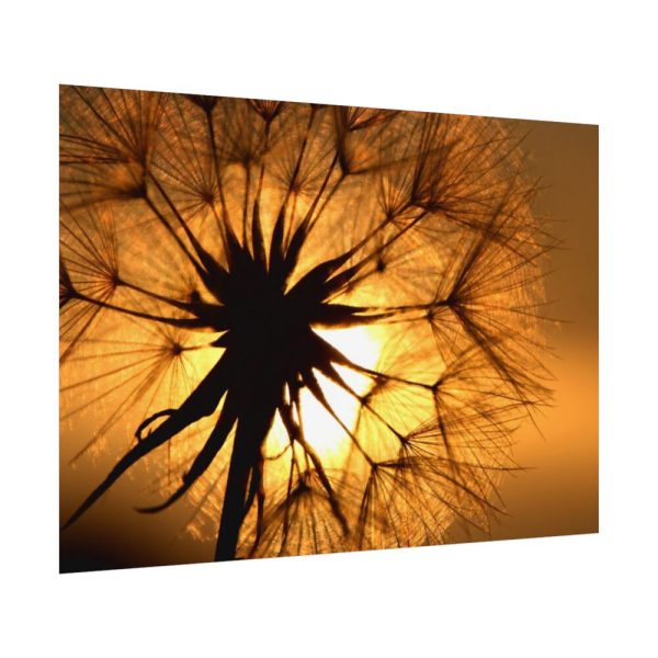 92408-172.jpg Closeup Dandelion Poster