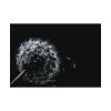 Dandelion Background Poster