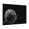 Dandelion Background Poster