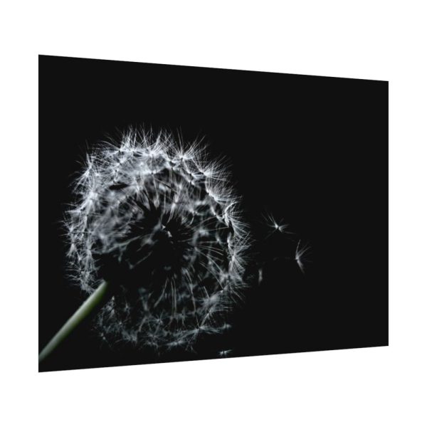 Dandelion Background Poster