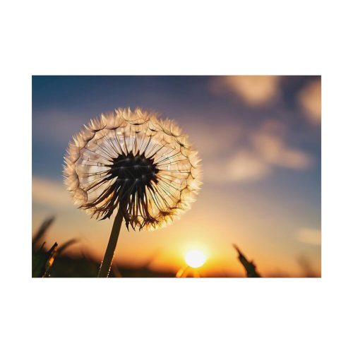 Dandelion Blossom Flower II Poster