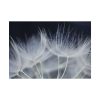92408-225.jpg Macro Flower Detail Poster