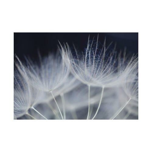 Macro Flower Detail Poster