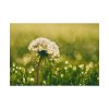 92408-230.jpg Dandelion in Dewey Grassy Area Poster