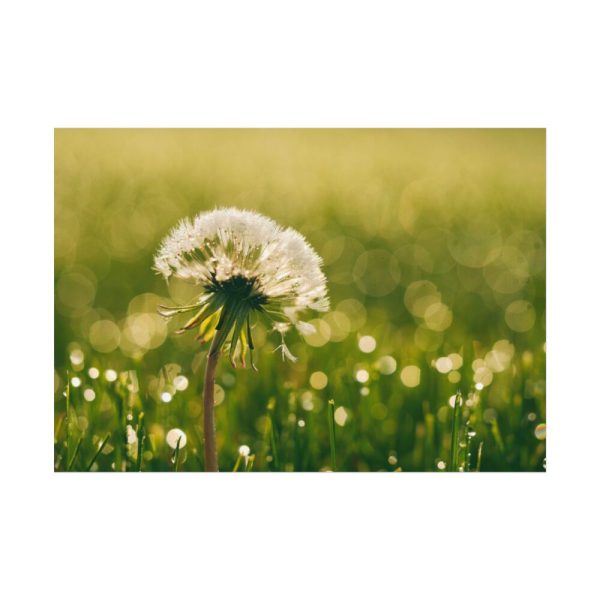 92408-230.jpg Dandelion in Dewey Grassy Area Poster