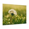92408-232.jpg Dandelion in Dewey Grassy Area Poster