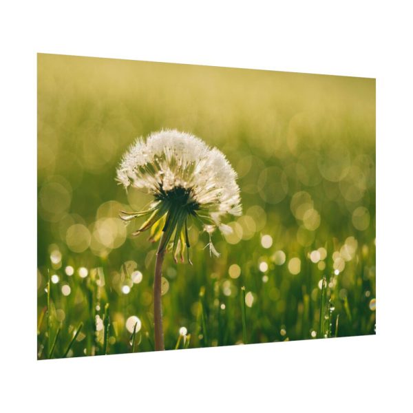 92408-232.jpg Dandelion in Dewey Grassy Area Poster