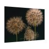 Giant Dandelion Poster