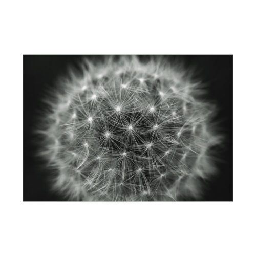 Dandelion Light Effect Poster