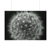Dandelion Light Effect Poster
