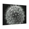 Dandelion Light Effect Poster