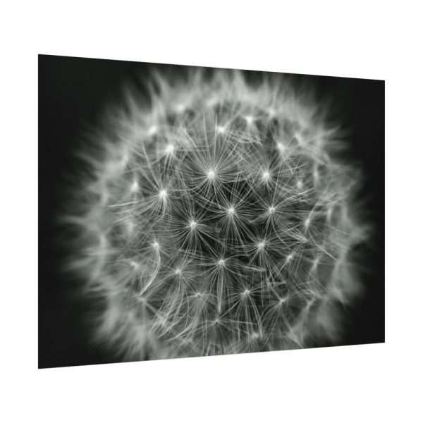 Dandelion Light Effect Poster