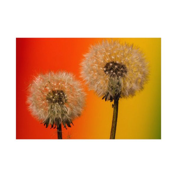 92408-265.jpg Dandelion on Yellow Background Poster