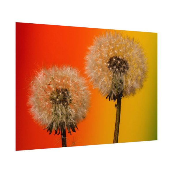 92408-267.jpg Dandelion on Yellow Background Poster