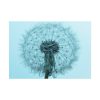 92408-270.jpg Dandelion Puffball Puff Poster