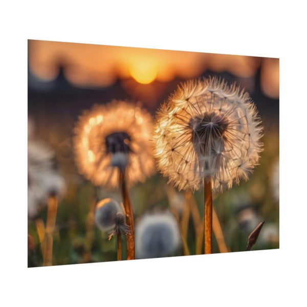 92408-292.jpg Dandelion Blossom Flower Poster