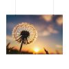 Dandelion in Golden Hour Poster