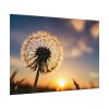 Dandelion in Golden Hour Poster