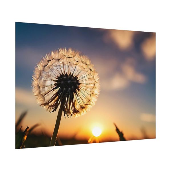 Dandelion in Golden Hour Poster