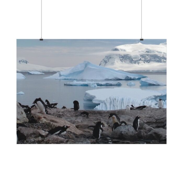 Penguin in Alaska Poster - Image 2