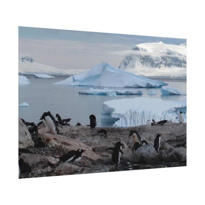 Penguin in Alaska Poster - Image 3