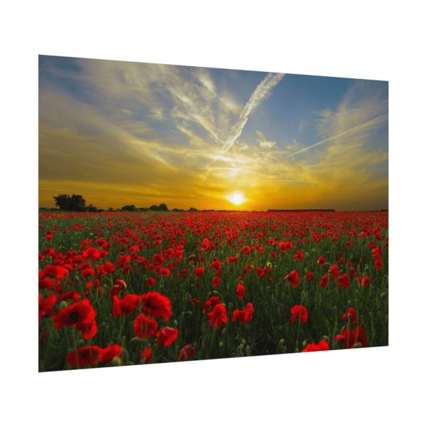 92408-562.jpg Flower Field in Sunset Poster