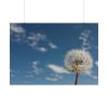 92409-131.jpg Dandelion and Blue Sky Poster