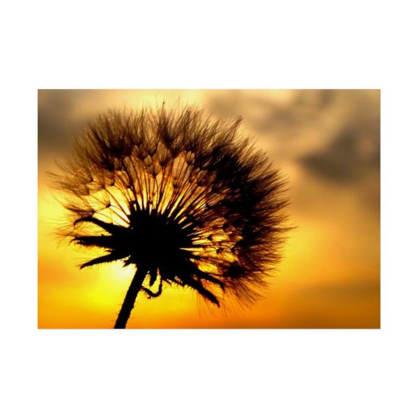 92409-135.jpg Dandelion and Sunset Poster