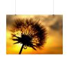 92409-136.jpg Dandelion and Sunset Poster