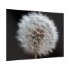 92409-167.jpg Closeup of Dandelion II Poster