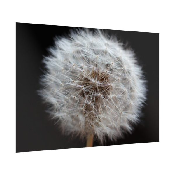 92409-167.jpg Closeup of Dandelion II Poster