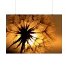 92409-171.jpg Closeup Dandelion Poster